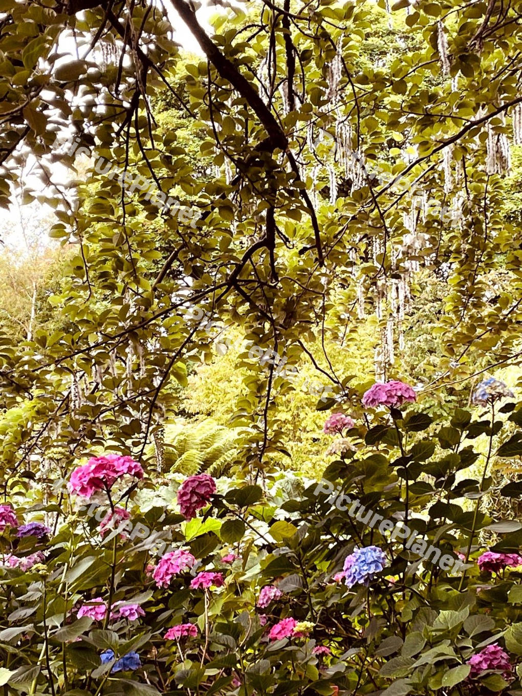 Beautiful Flowers